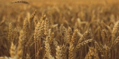 קרקע חקלאית - האם כדאי לרכוש דירה? עורך דין עדי רוזנשטיין